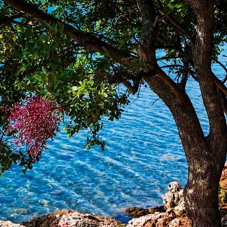 In Starigrad-paklenica 34902