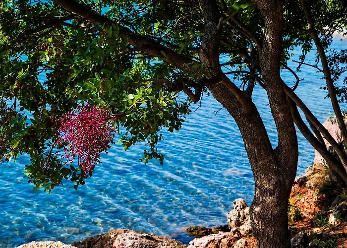 In Starigrad-paklenica 34902